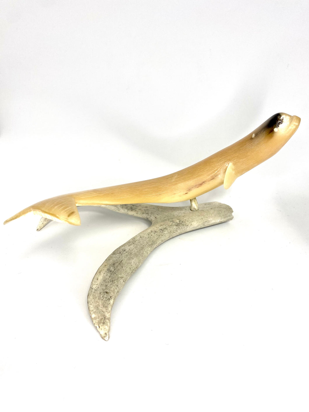 Beluga Whale Muskox Horn Carving