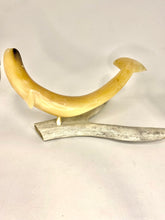 Load image into Gallery viewer, Beluga Whale Muskox Horn Carving
